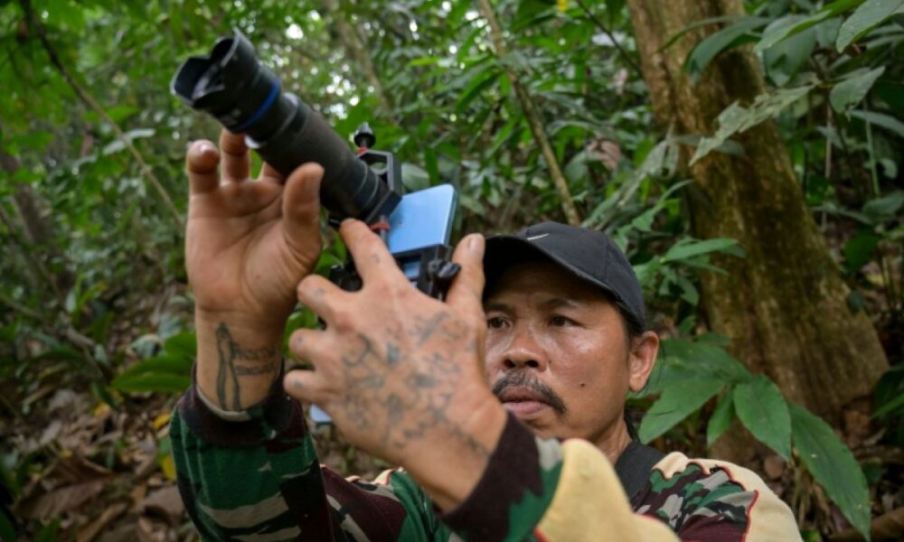 À Bornéo, ils gagnent leur vie en photographiant des orangs-outans