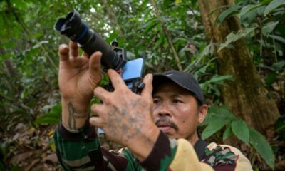À Bornéo, ils gagnent leur vie en photographiant des orangs-outans