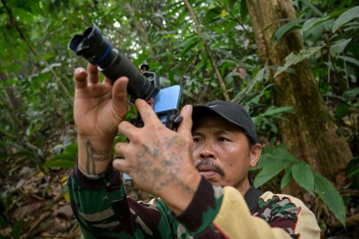 À Bornéo, ils gagnent leur vie en photographiant des orangs-outans