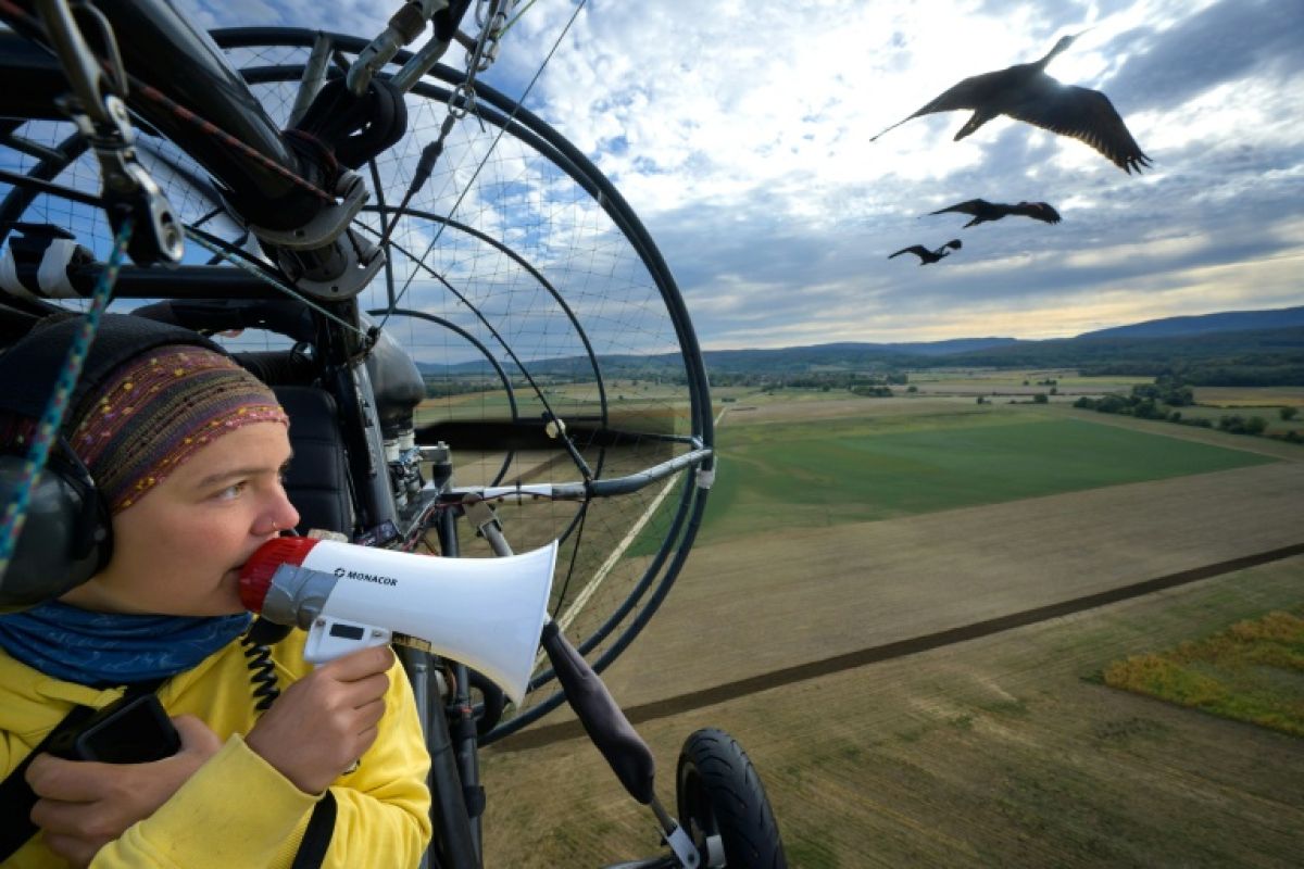 Une escouade d’ibis chauves traverse l’Europe sous la conduite d’un ULM