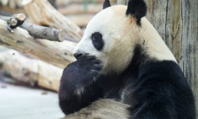 Ping Ping et Fu Shuang, deux ambassadeurs à fourrure, débarquent à Atlanta pour dix ans