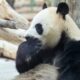 Ping Ping et Fu Shuang, deux ambassadeurs à fourrure, débarquent à Atlanta pour dix ans
