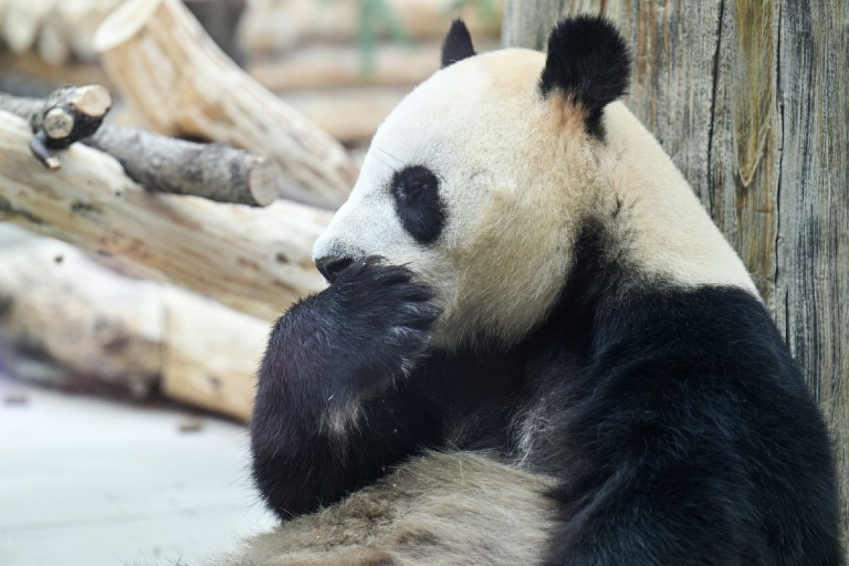 Ping Ping et Fu Shuang, deux ambassadeurs à fourrure, débarquent à Atlanta pour dix ans