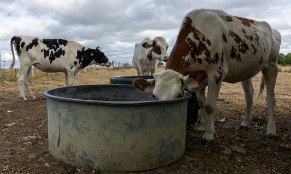 Jusqu'à 130 litres d'eau par jour pour une vache, quand la sécheresse serre les robinets