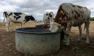 Jusqu'à 130 litres d'eau par jour pour une vache, quand la sécheresse serre les robinets