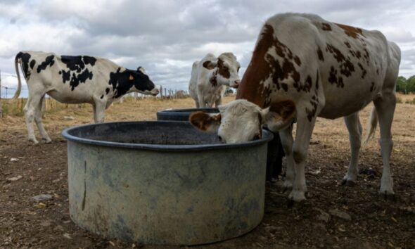 Jusqu'à 130 litres d'eau par jour pour une vache, quand la sécheresse serre les robinets