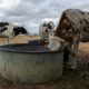 Jusqu'à 130 litres d'eau par jour pour une vache, quand la sécheresse serre les robinets