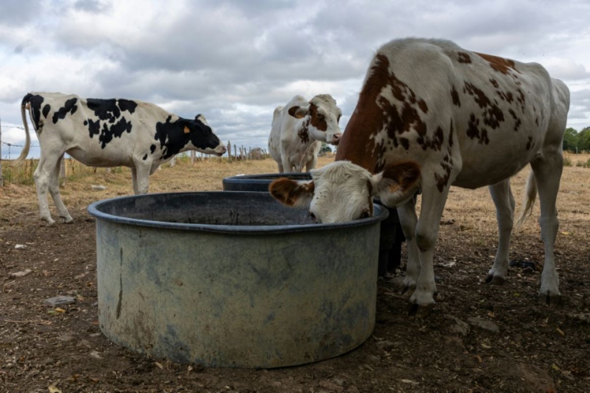 Jusqu'à 130 litres d'eau par jour pour une vache, quand la sécheresse serre les robinets