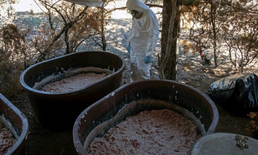 Des safaris imaginaires et des usines de drogue bien réelles, le cartel de Sinaloa s'enracine en Afrique du Sud