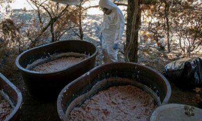 Des safaris imaginaires et des usines de drogue bien réelles, le cartel de Sinaloa s'enracine en Afrique du Sud