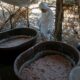 Des safaris imaginaires et des usines de drogue bien réelles, le cartel de Sinaloa s'enracine en Afrique du Sud