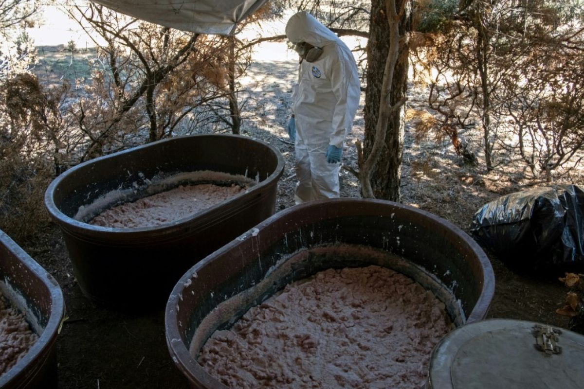 Des safaris imaginaires et des usines de drogue bien réelles, le cartel de Sinaloa s'enracine en Afrique du Sud