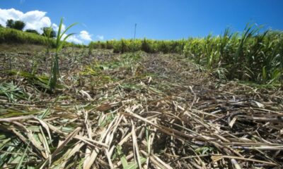 En Guadeloupe, la sécheresse bloque la plantation de la canne à sucre
