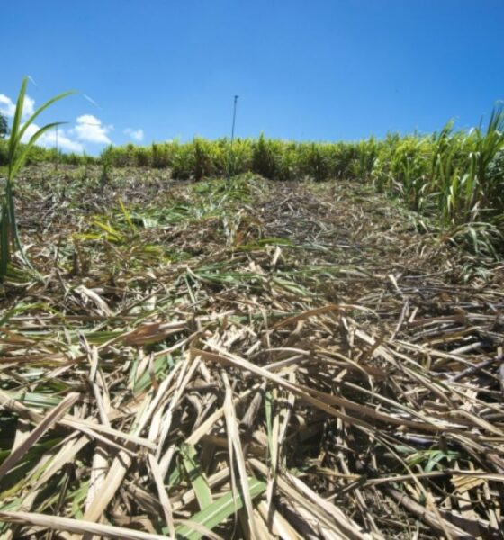 En Guadeloupe, la sécheresse bloque la plantation de la canne à sucre
