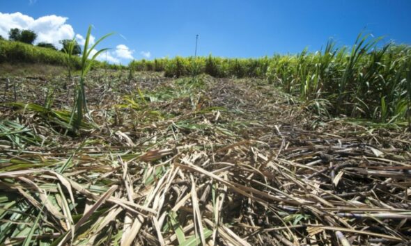 En Guadeloupe, la sécheresse bloque la plantation de la canne à sucre