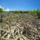 En Guadeloupe, la sécheresse bloque la plantation de la canne à sucre
