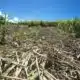 En Guadeloupe, la sécheresse bloque la plantation de la canne à sucre