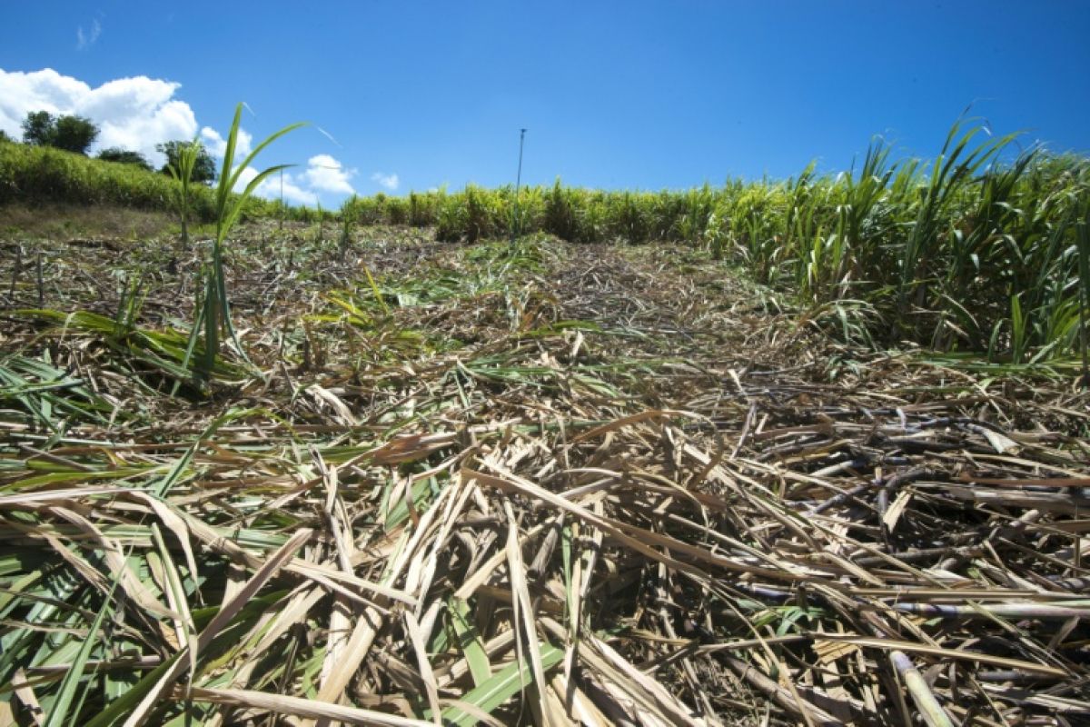 En Guadeloupe, la sécheresse bloque la plantation de la canne à sucre