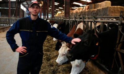 Une brique de lait sous un euro, des éleveurs à sec et un hiver qui s'annonce mal