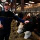 Une brique de lait sous un euro, des éleveurs à sec et un hiver qui s'annonce mal
