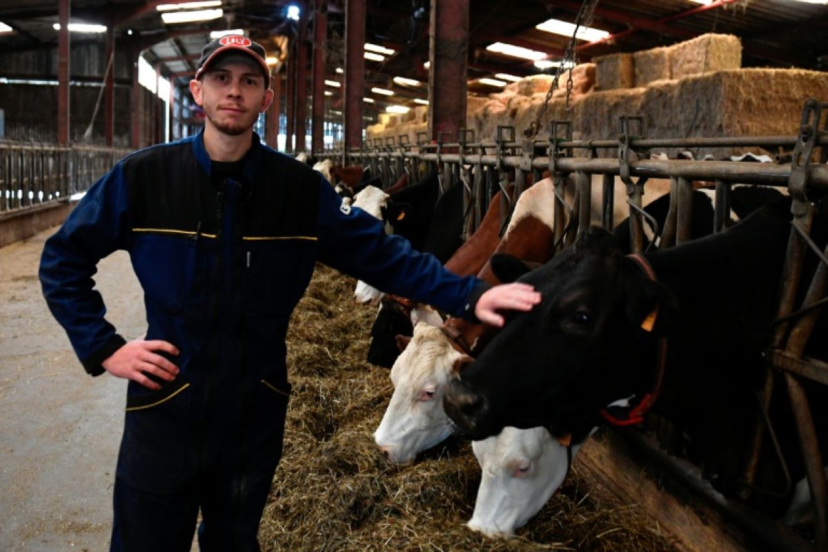 Une brique de lait sous un euro, des éleveurs à sec et un hiver qui s'annonce mal