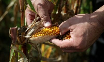 Canicules et sécheresse vont faire perdre 0,1 point de PIB à la France