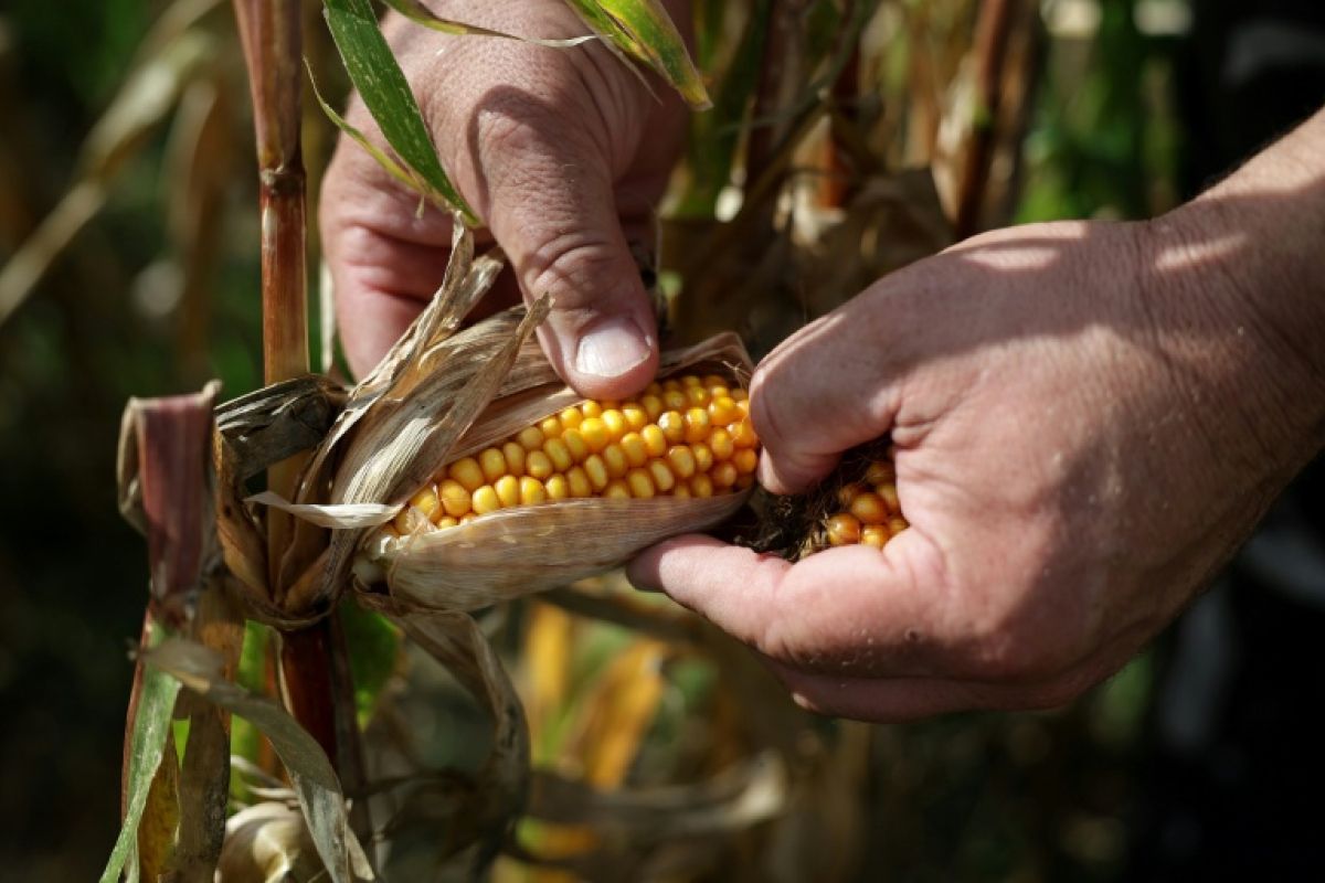 Canicules et sécheresse vont faire perdre 0,1 point de PIB à la France