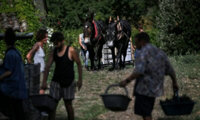 À Saint-Émilion, quinze générations de vignerons cultivent sans le moindre pesticide de synthèse