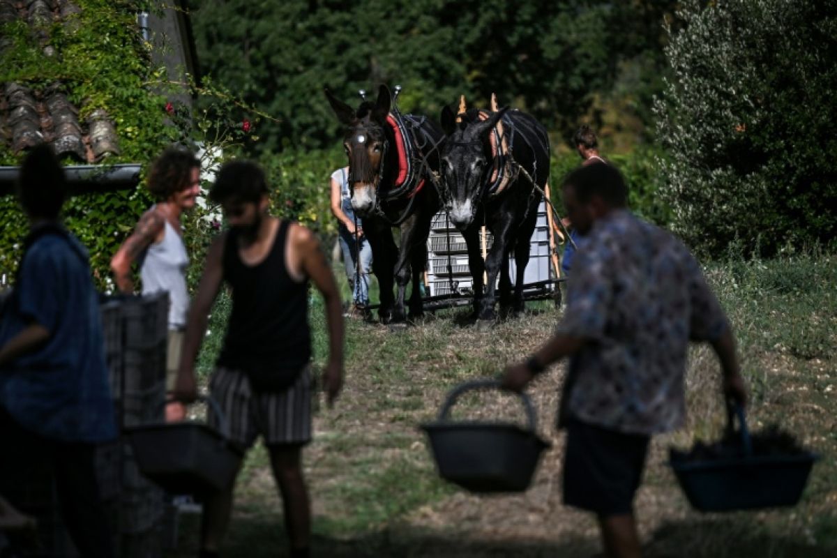 À Saint-Émilion, quinze générations de vignerons cultivent sans le moindre pesticide de synthèse