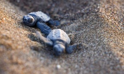 En Turquie, le sable qui chauffe fait naître des tortues presque toutes femelles