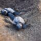 En Turquie, le sable qui chauffe fait naître des tortues presque toutes femelles