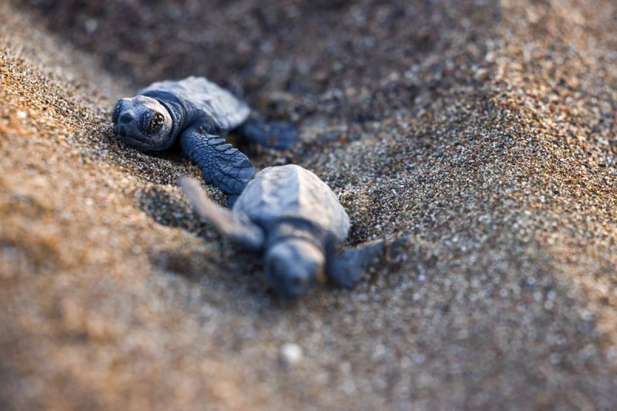 En Turquie, le sable qui chauffe fait naître des tortues presque toutes femelles