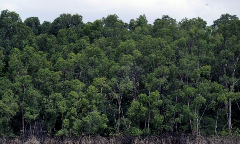 L'Amazonie brésilienne n'avait pas perdu aussi peu de forêt depuis 1988