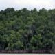 L'Amazonie brésilienne n'avait pas perdu aussi peu de forêt depuis 1988