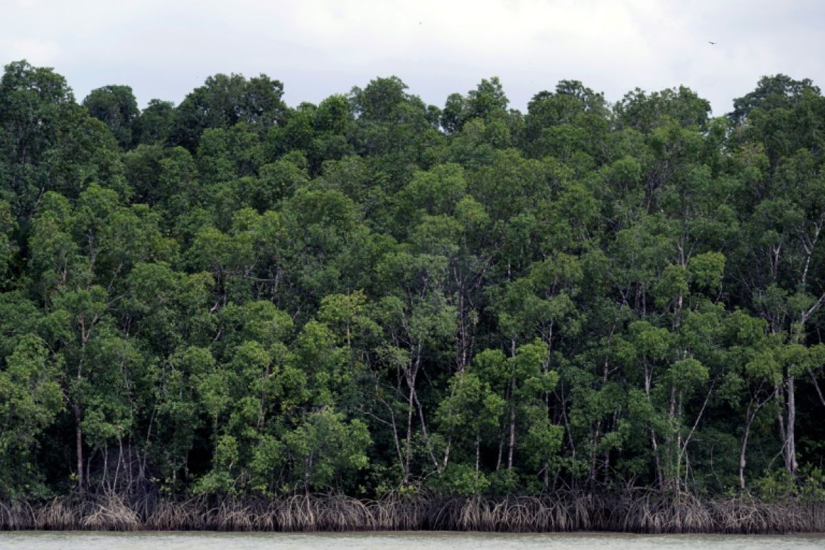 L'Amazonie brésilienne n'avait pas perdu aussi peu de forêt depuis 1988