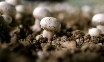 La sécheresse vide les paniers de champignons