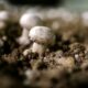 La sécheresse vide les paniers de champignons