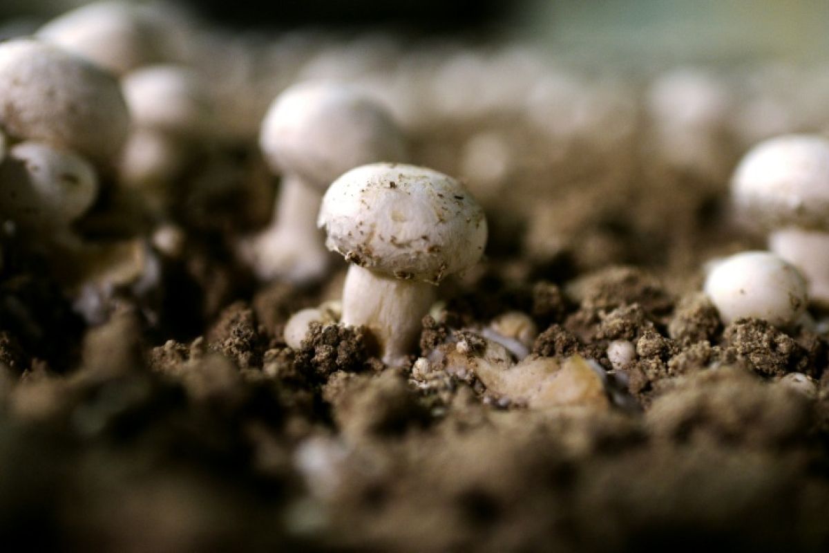 La sécheresse vide les paniers de champignons