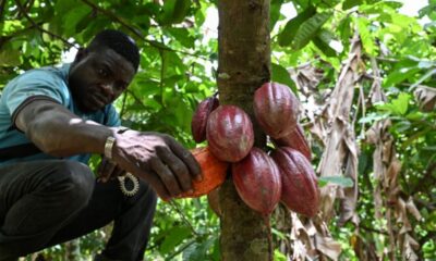 Cacao en Côte d’Ivoire, des chercheurs tentent de sauver les récoltes face à la sécheresse