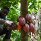 Cacao en Côte d’Ivoire, des chercheurs tentent de sauver les récoltes face à la sécheresse