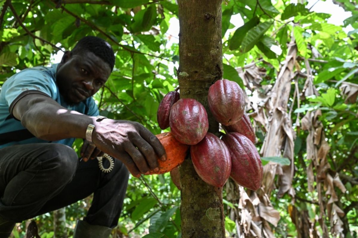 Cacao en Côte d’Ivoire, des chercheurs tentent de sauver les récoltes face à la sécheresse