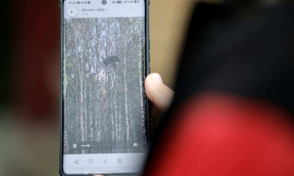 En Sibérie, les ours s’aventurent près des routes et des villages, et les rencontres tournent parfois mal