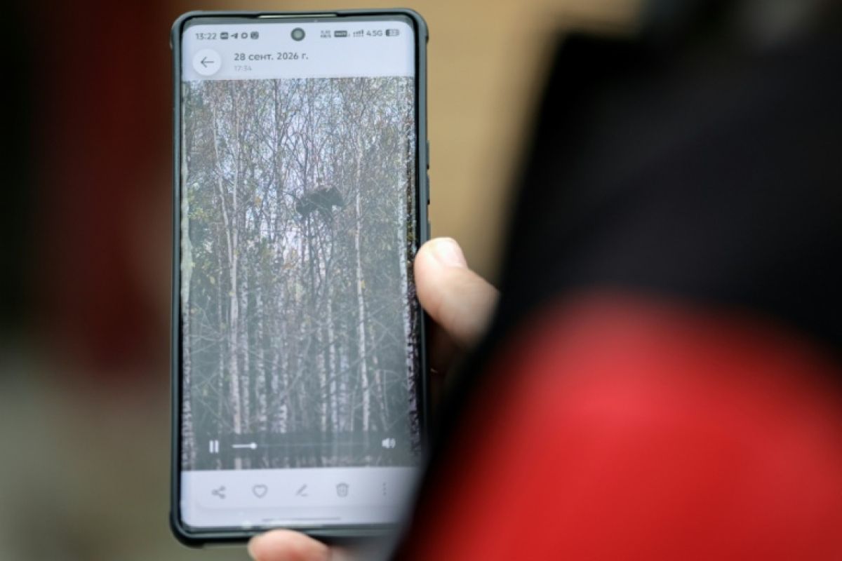 En Sibérie, les ours s’aventurent près des routes et des villages, et les rencontres tournent parfois mal