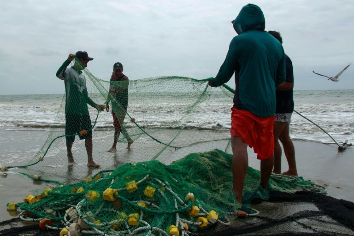 Ces pêcheurs qui rentrent les mains vides à cause d'un océan trop chaud