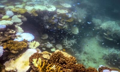 D'ici 2075, 96 % des récifs coralliens menacés de disparition