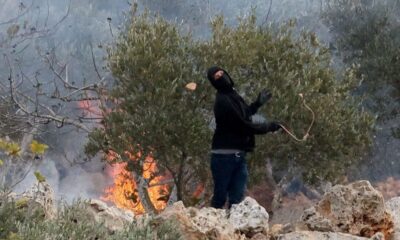 Quand la récolte des olives devient une spoliation sous protection armée