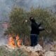 Quand la récolte des olives devient une spoliation sous protection armée