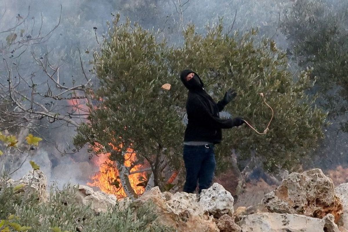 Quand la récolte des olives devient une spoliation sous protection armée