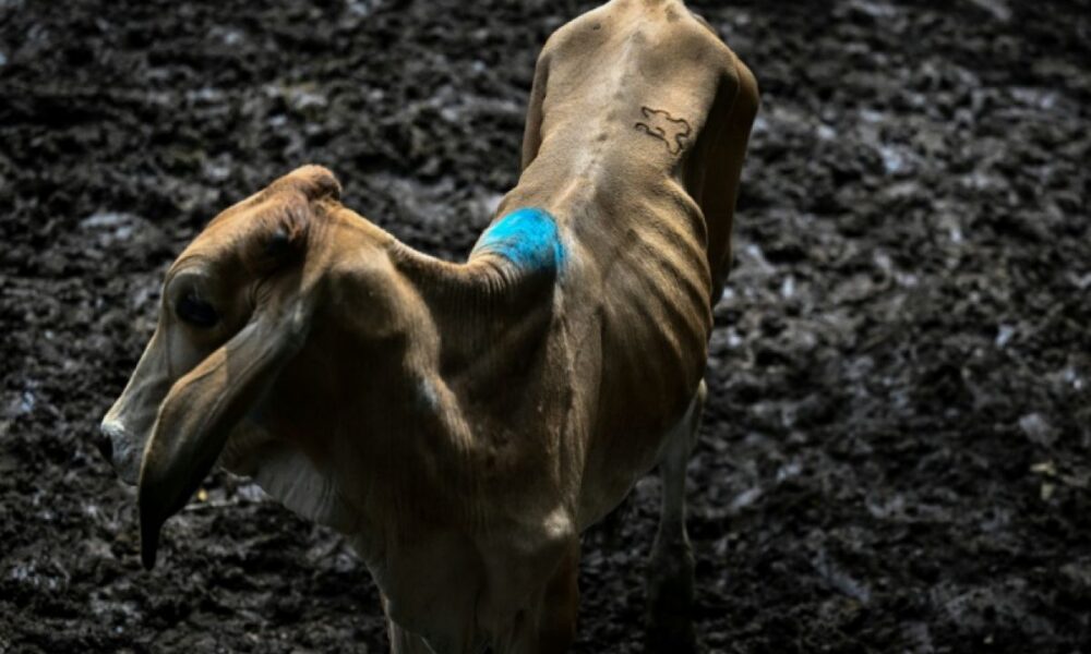 La sécheresse pousse les éleveurs salvadoriens à vendre leurs vaches à perte