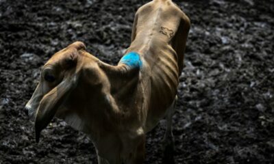La sécheresse pousse les éleveurs salvadoriens à vendre leurs vaches à perte